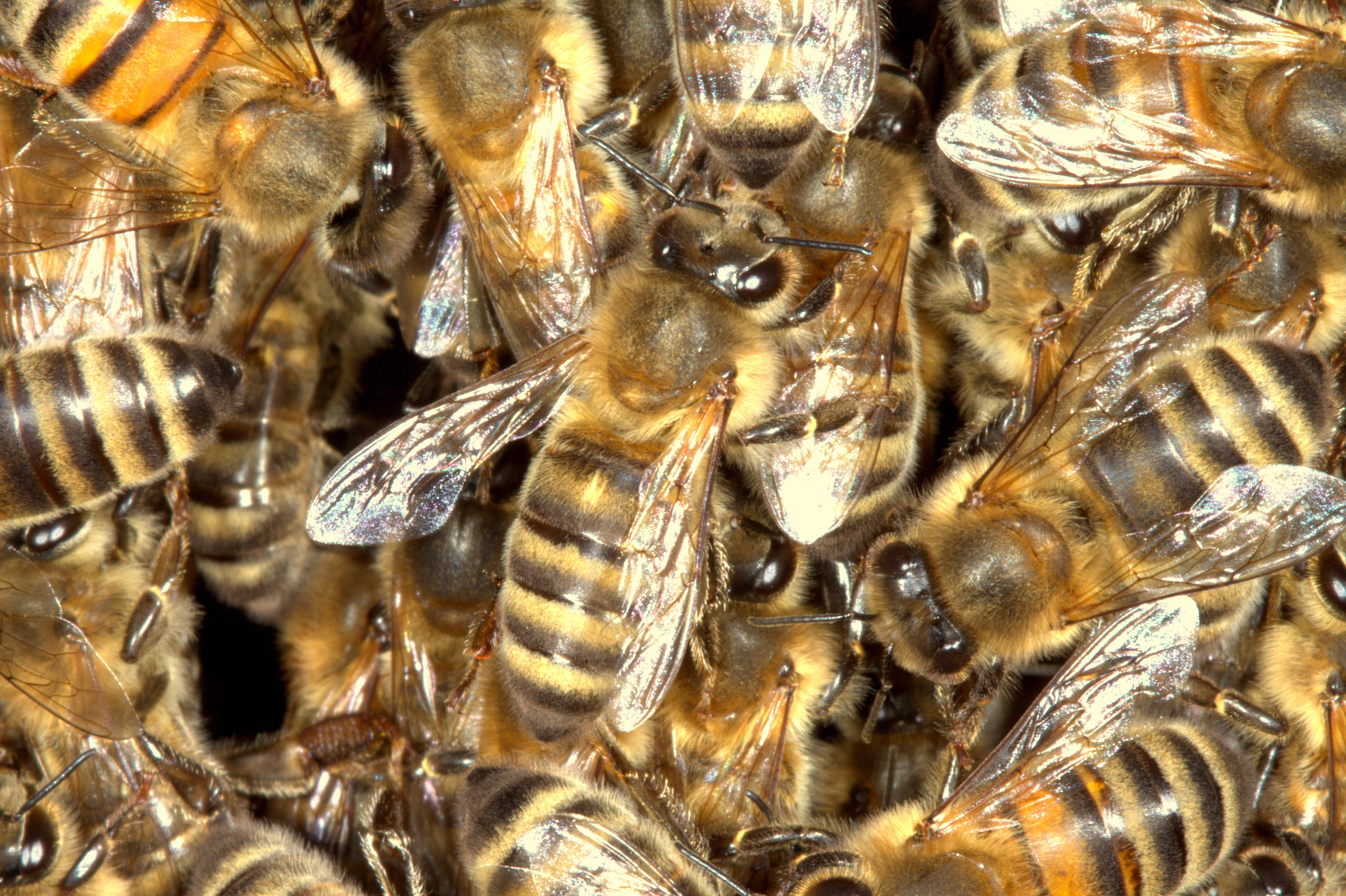 Swarm Information | Southend Beekeepers