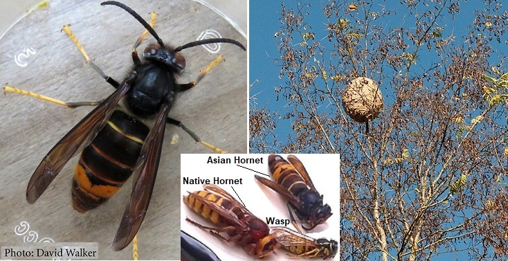 Asian Hornet 1